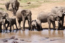Elephants and hippos at Karen Blixen Camp, Masai Mara National Reserve, Kenya