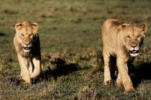 Lionesses at Karen Blixen Camp, Masai Mara National Reserve, Kenya