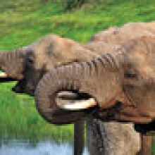 Kariega Homestead Lodge Elephants