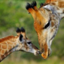 Kariega Homestead Lodge Giraffes