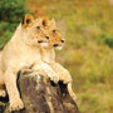 Kariega Homestead Lodge Lions