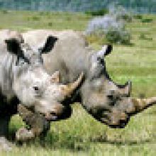 Kariega Homestead Lodge Rhinos