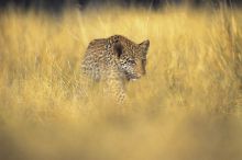 Khoka Moya Camp, Manyalwti Game Reserve, South Africa