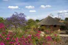 An abundance of flowers blooming at KIA Lodge, Arusha, Tanzania