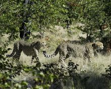 Cheetahs prowling at King's Pool Camp, Linyati Wetlands, Botswana (Dana Allen)