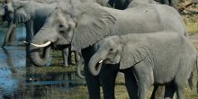 Elephants at the watering hole at King's Pool Camp, Linyati Wetlands, Botswana (Mike Myers)