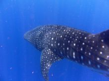 A whale shark at Kinondo Kwetu, Kenya Coast, Kenya