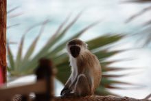 Kiwayu Safari Village, Kiwayu, Kenya