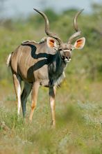 A kudu at Leopard Hills Safari Lodge, Sabi Sands Game Reserve, South Africa