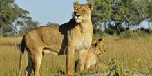 Lions at Little Kwara Camp, Okavango Delta, Botswana