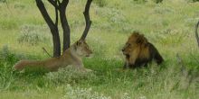 Black mane lions at Tau Pan Camp, Central Kalahari Game Reserve, Botswana