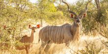 Kudu at Tau Pan Camp, Central Kalahari Game Reserve, Botswana