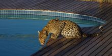 Leopard at Tau Pan Camp, Central Kalahari Game Reserve, Botswana
