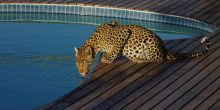 Tau Pan leopard at the pool