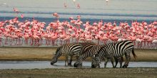 Lake Manyara National Park Safari