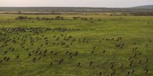 Mwiba Lodge migration