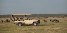Mwiba Lodge game drive
