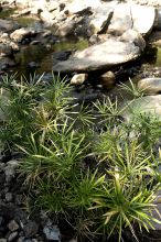 Leleshwa  Camp, Masai Mara National Reserve, Kenya