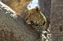 Leopard at Selous Impala Camp, Selous National Park, Tanzania