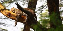 Sarova Lion Hill Game Lodge - Leopard