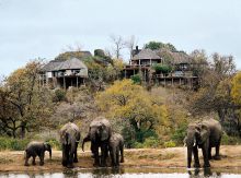 A herd of elephants in front of the camp at Leopard Hills Safari Lodge, Sabi Sands Game Reserve, South Africa