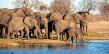 Linkwasha, Hwange National Park, Zimbabwe