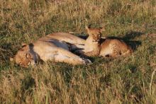 Lioness and her baby at Linyati Adventurer Camp, Linyati Wetlands, Botswana