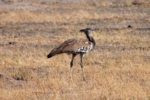 Discover the bird life at Linyati Discoverer Camp, Linyati Wetlands, Botswana