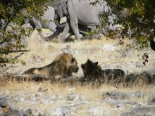 Lions and elephants at Linyati Discoverer Camp, Linyati Wetlands, Botswana