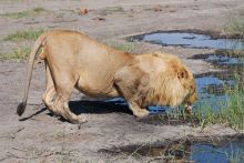 Lion drinking at Linyati Discoverer Camp, Linyati Wetlands, Botswana