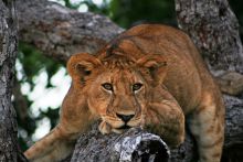 Lion resting at Selous Impala Camp, Selous National Park, Tanzania