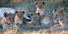lion cubs on Gondwana Reserve at Kwena Lodge