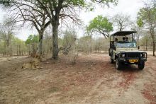 Viewing lions during a game drive at Selous Impala Camp, Selous National Park, Tanzania