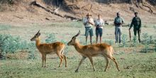 Luangwa River Camp Impala