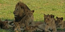Lukimbi Safari Lodge - The Lukimbi Lion Pride
