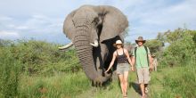 Becoming friends with an elephant at Stanleys Camp, Okavango Delta, Botswana