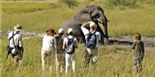 Watching an elephant bathe at Stanleys Camp, Okavango Delta, Botswana