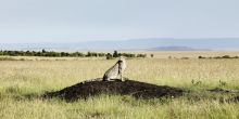 Mara Bushtops, Masai Mara Game Reserve, Kenya