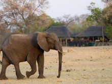 Makalolo Plains Camp, Hwange National Park, Zimbabwe Â© Dana Allen
