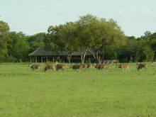 Makalolo Plains Camp, Hwange National Park, Zimbabwe Â© Wilderness Safaris