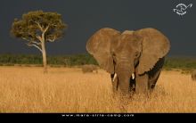 Mara Siria Bush Camp, Masai Mara National Reserve, Kenya