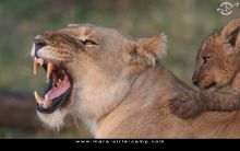 Mara Siria Bush Camp, Masai Mara National Reserve, Kenya