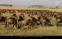 Mara Siria Bush Camp, Masai Mara National Reserve, Kenya