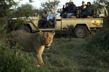 Lion spotted on a game drive at Mashatu Main Camp, Mashatu Game Reserve, Botswana