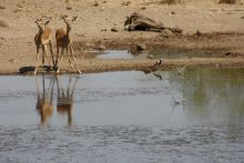 Gazelles at the watering hole at Mashatu Main Camp, Mashatu Game Reserve, Botswana
