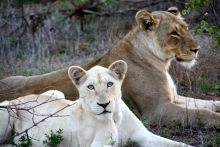 Lions at Mashatu Main Camp, Mashatu Game Reserve, Botswana