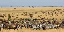 Great wildebeest migration