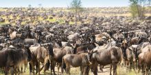 Chaka Camp - see the amazing migration herds