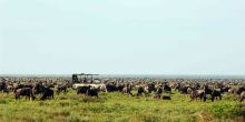 The wildebeest migration - Serengeti Wilderness Camp, Serengeti NCCA, Tanzania