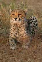 Mkuze Falls Lodge Cheetah Image #1